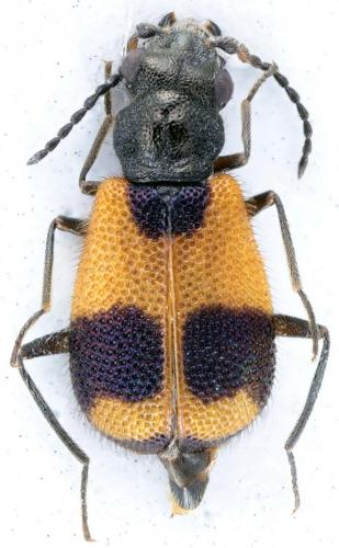 Intybia sp.